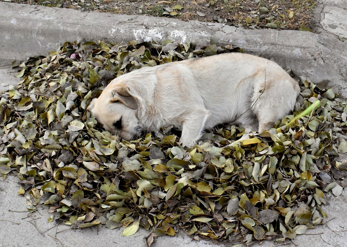 Cuidado al conducir ¡Las hojas son refugio para los perros sin hogar!